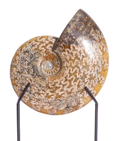 Ammonite Cleoniceras sp. 