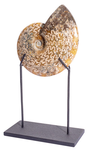 Ammonite Cleoniceras sp. 