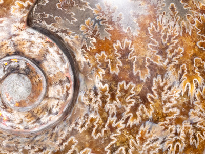 Ammonite Cleoniceras sp.