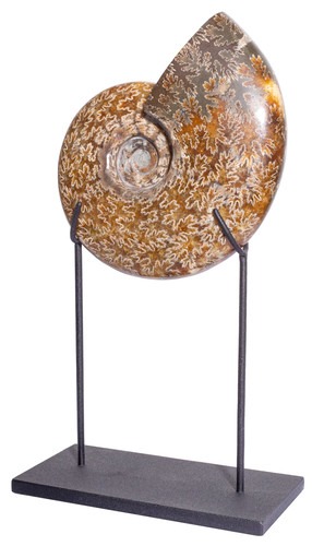 Ammonite Cleoniceras sp.