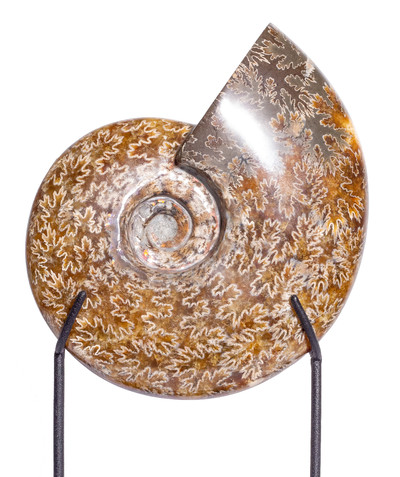 Ammonite Cleoniceras sp.