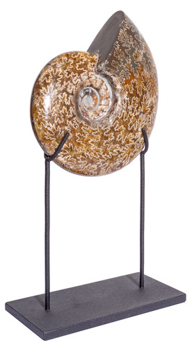 Ammonite Cleoniceras sp.