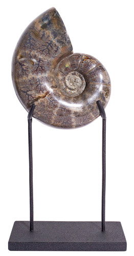 Ammonite Lytoceras sp. 