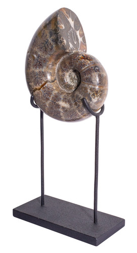 Ammonite Lytoceras sp. 