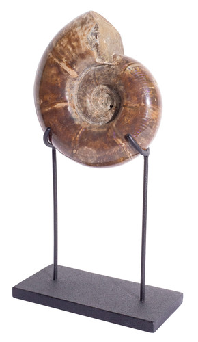 Ammonite Lytoceras sp.