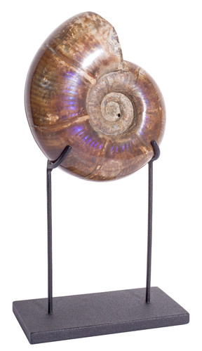 Ammonite Lytoceras sp.
