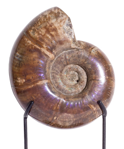 Ammonite Lytoceras sp.