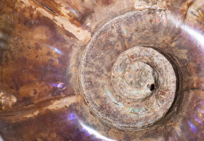 Ammonite Lytoceras sp.