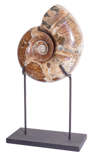Ammonite Lytoceras sp. 