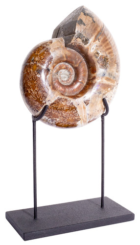Ammonite Lytoceras sp. 