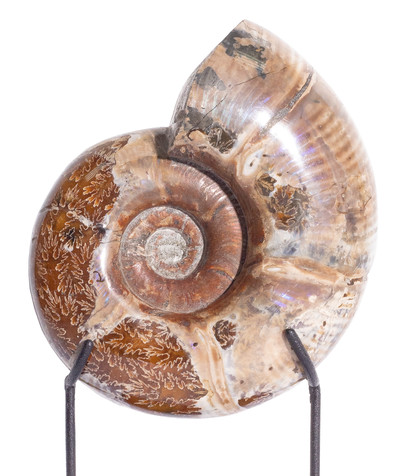 Ammonite Lytoceras sp. 