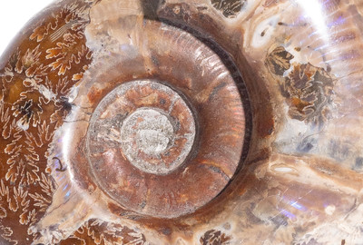 Ammonite Lytoceras sp. 