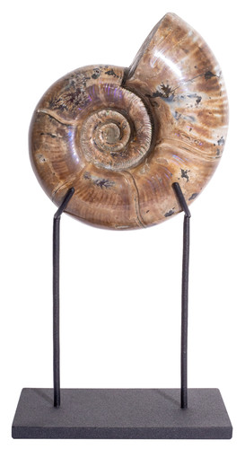 Ammonite Lytoceras sp. 