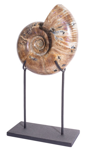 Ammonite Lytoceras sp. 