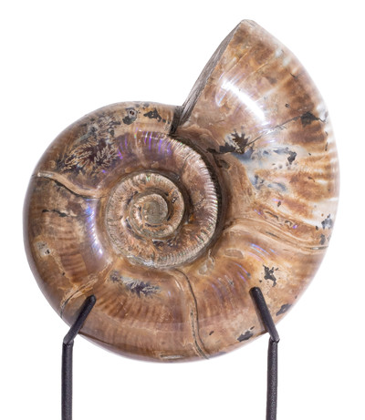 Ammonite Lytoceras sp. 