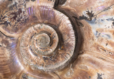 Ammonite Lytoceras sp. 