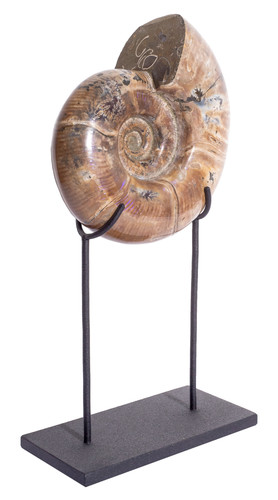 Ammonite Lytoceras sp. 