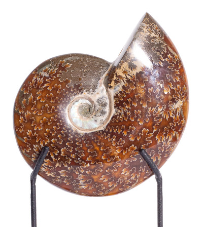 Ammonite Cleoniceras sp. 