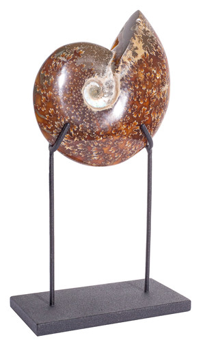 Ammonite Cleoniceras sp. 