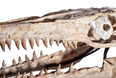 Halisaurus sp. skull