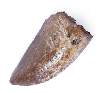 Tyrannosaurus tooth