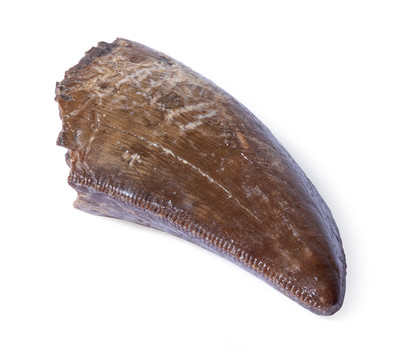 Tyrannosaurus tooth