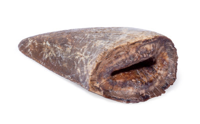 Tyrannosaurus tooth