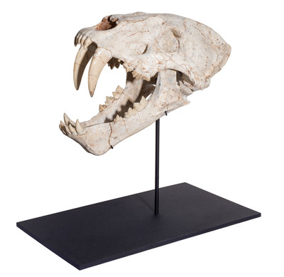 Machairodus sp. skull
