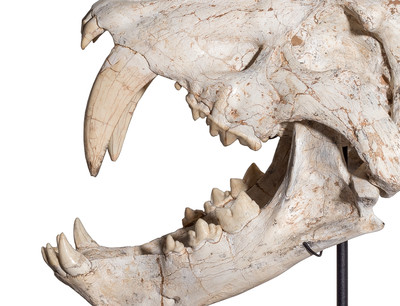 Machairodus sp. skull