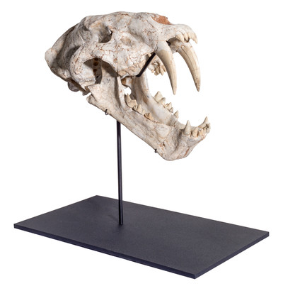 Machairodus sp. skull