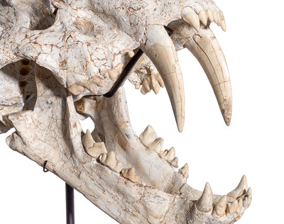Machairodus sp. skull