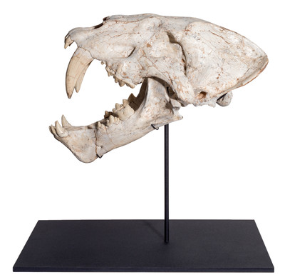 Machairodus sp. skull