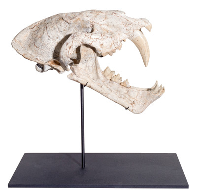 Machairodus sp. skull
