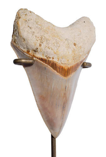 Museum quality megalodon tooth 10,8 cm (4.25