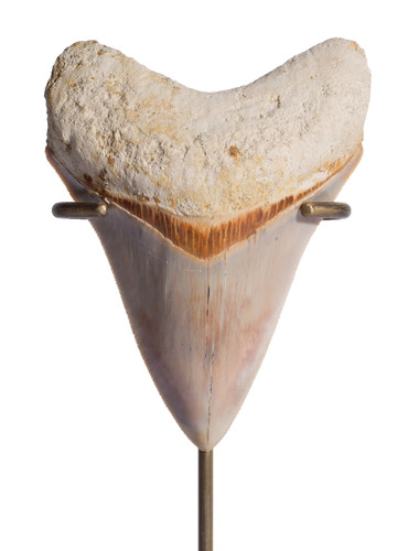 Museum quality megalodon tooth 10,8 cm (4.25