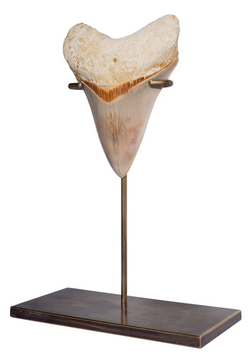 Museum quality megalodon tooth 10,8 cm (4.25