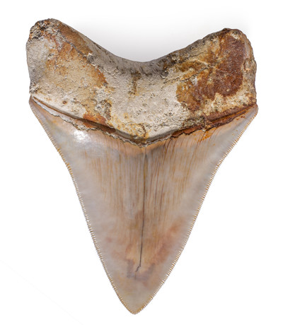 Museum quality megalodon tooth 10,8 cm (4.25