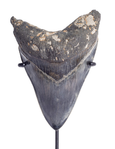 Museum quality megalodon tooth 11,4 cm (4.49