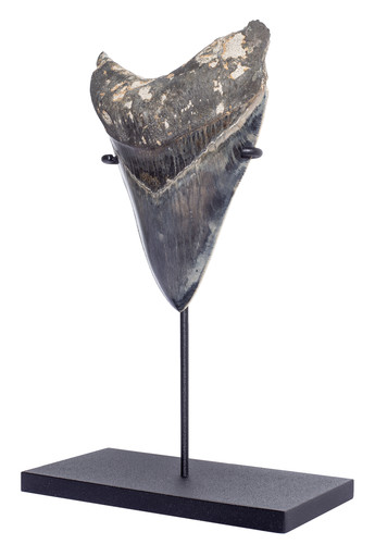 Museum quality megalodon tooth 11,4 cm (4.49