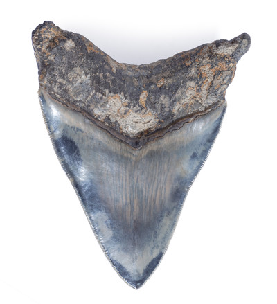 Museum quality megalodon tooth 11,4 cm (4.49