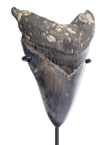 Museum quality megalodon tooth 11,4 cm (4.49