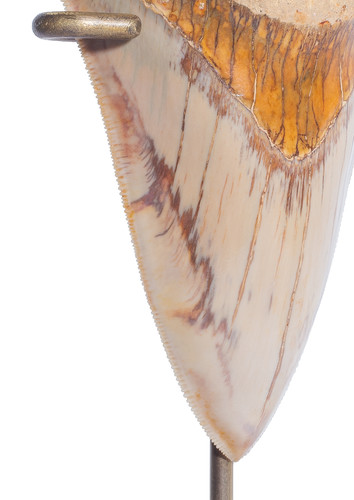 Museum quality megalodon tooth 12,1 cm (4.76