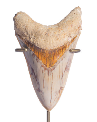Museum quality megalodon tooth 12,1 cm (4.76