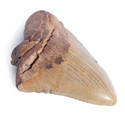 Megalodon tooth 13,5 cm (5.31