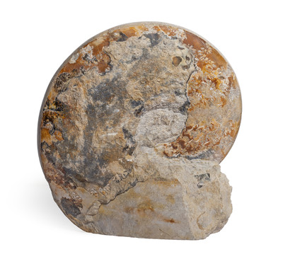 Ammonite Euhoploceras (sonninia) modestum