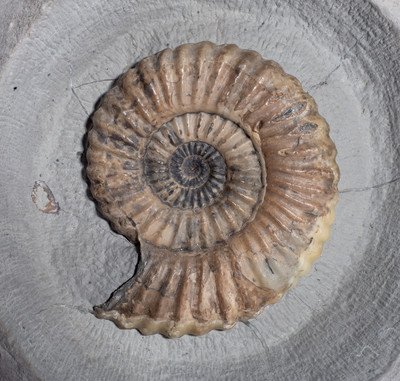 Ammonite Androgynoceras lataecosta
