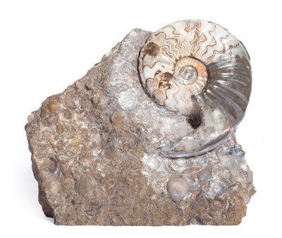 Ammonite Eparietites denotatus