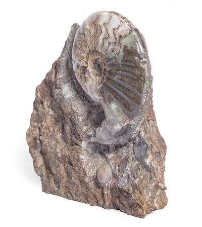 Ammonite Eparietites denotatus