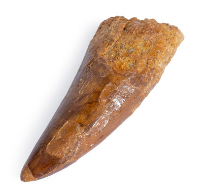 Carcharodontosaurus saharicus tooth