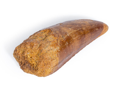 Carcharodontosaurus saharicus tooth